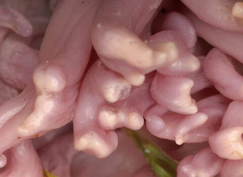 Violet coral | The Wildlife Trusts